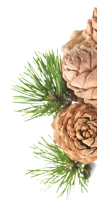 Siberian pine cones